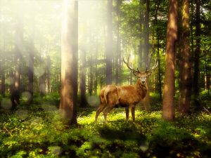 forest, brok, poland