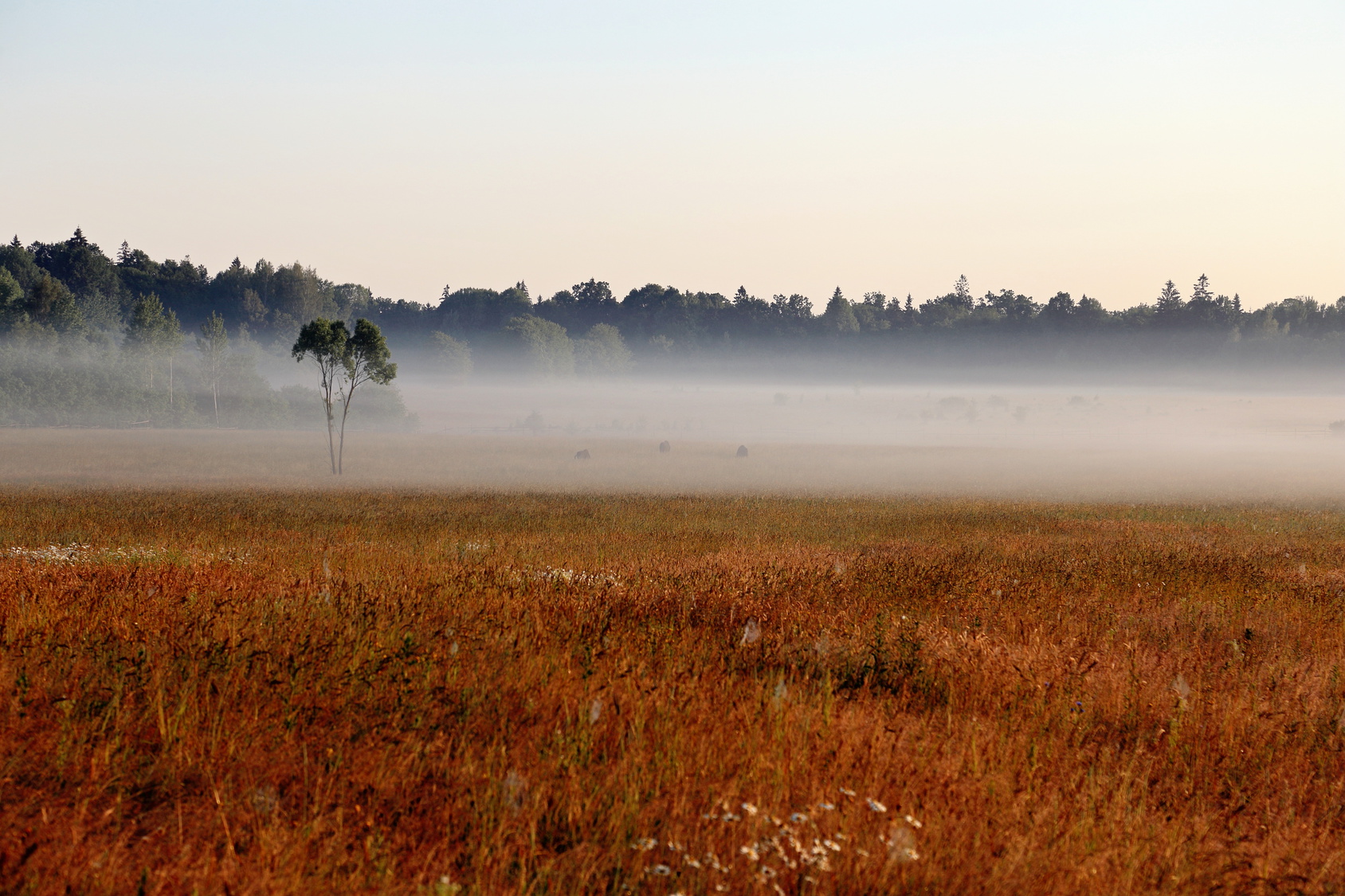 Foggy Sunrise over Grassy Meadow in Bialowieza National Park