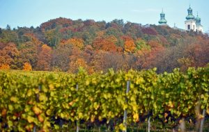 Srebrna Gora winery