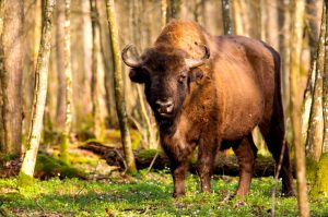 Polish bison in Bialowieski National Park