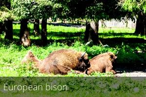 European bison
