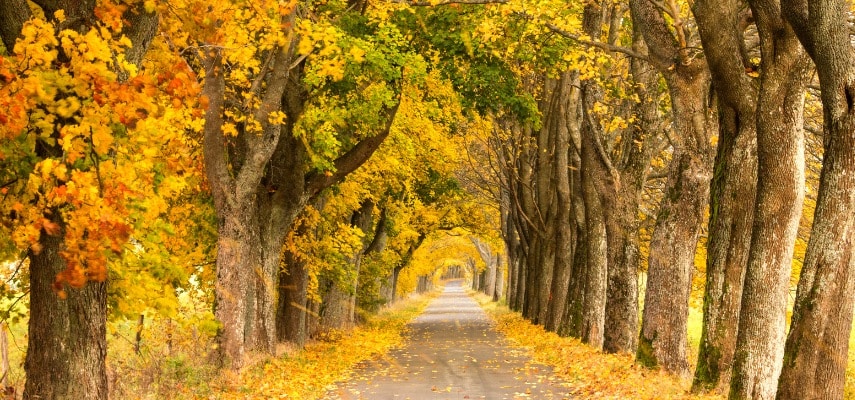 polish autumn